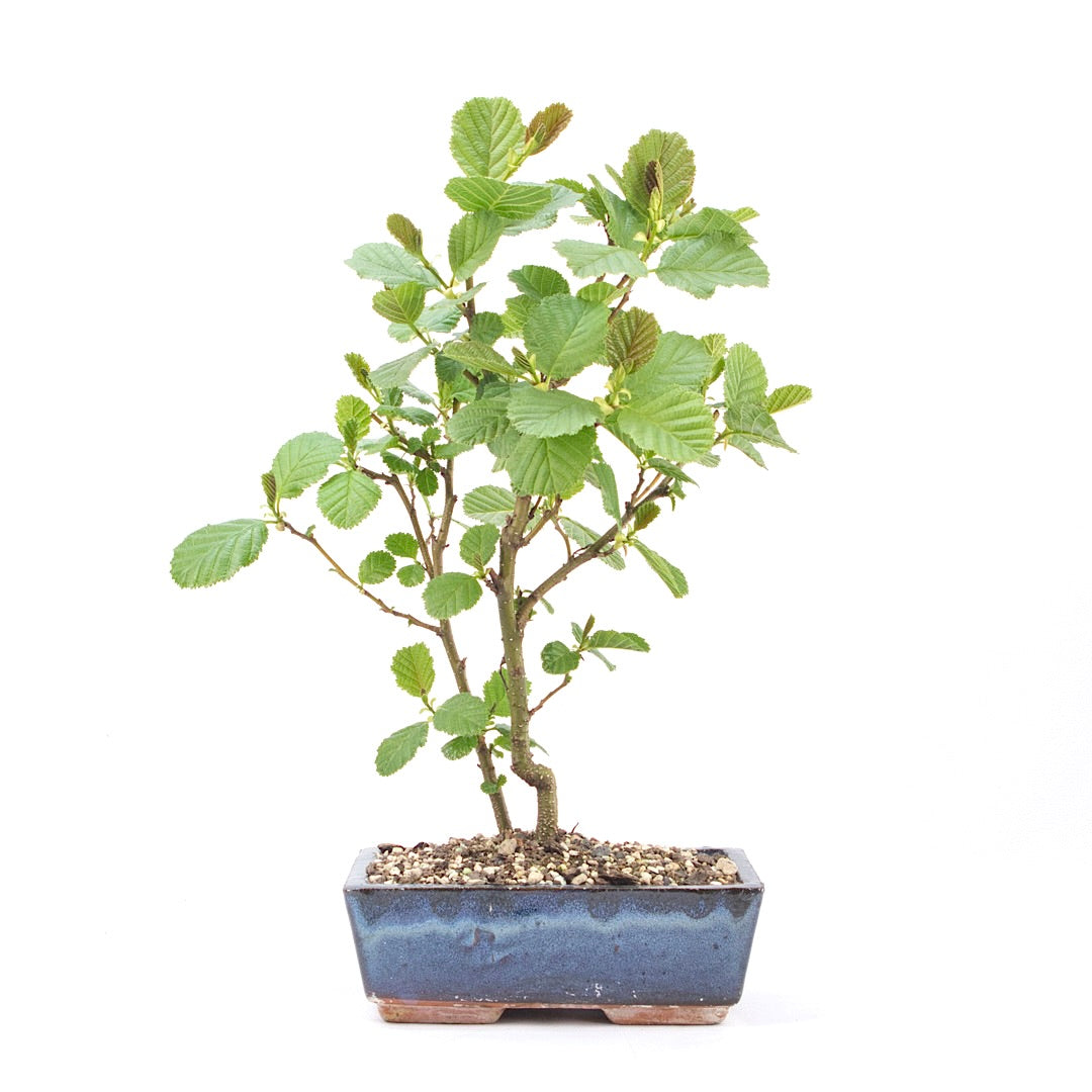 Schwarzerle 'Alnus glutinosa'